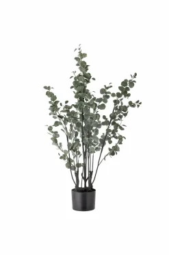 Best Eucalyptus Plante Planter & Blomster