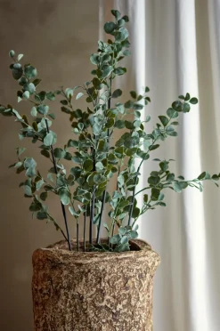 Best Eucalyptus Plante Planter & Blomster