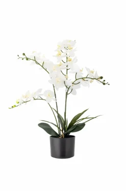 Discount Orchid Plante Planter & Blomster