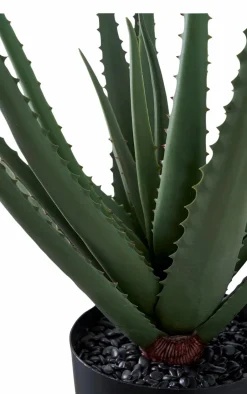 Hot Aloe vera Planter & Blomster