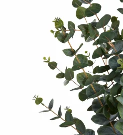 Eukalyptustræ Planter & Blomster