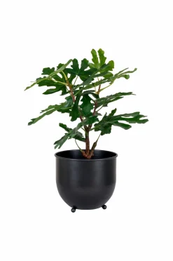 House Nordic Figentræ^ Planter & Blomster