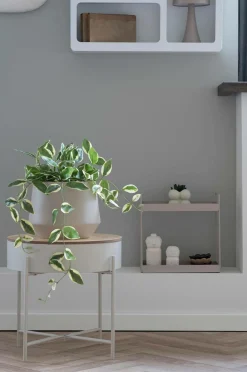 House Nordic Hoya Carnosa^ Planter & Blomster