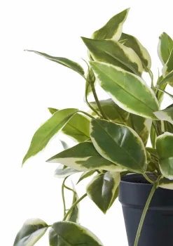 House Nordic Hoya Carnosa^ Planter & Blomster
