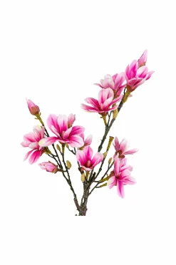 Discount Magnoliatræ Planter & Blomster