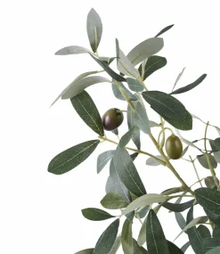 New Oliventræ Planter & Blomster