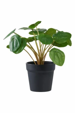 New Pelia Planter & Blomster