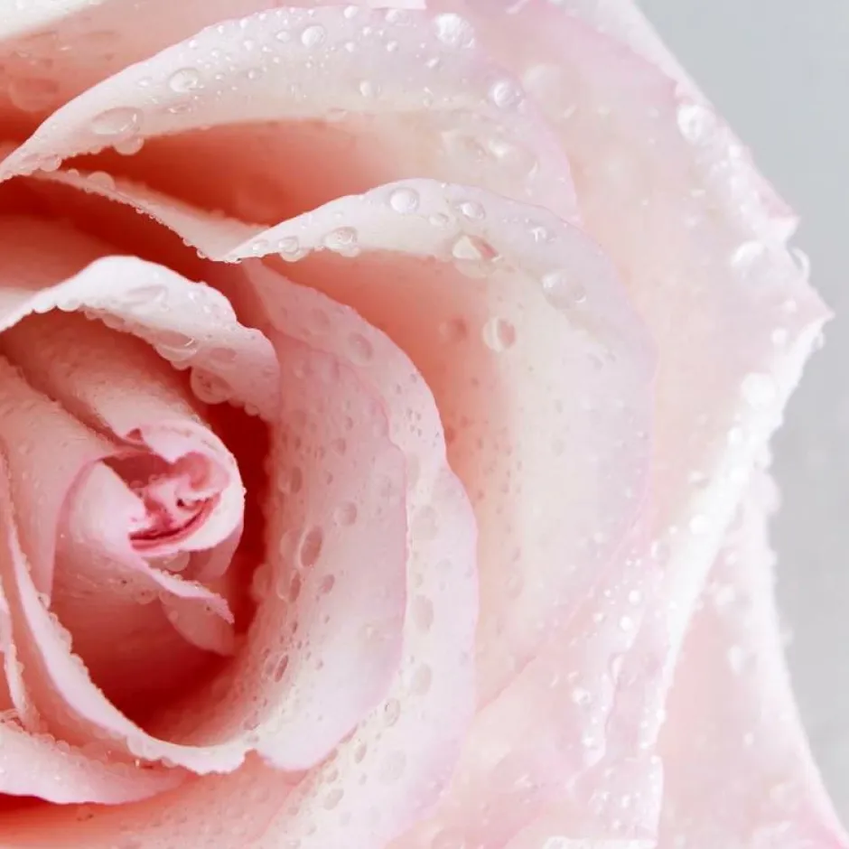 Discount Rose Care Micellar Water 400 ml Ansigtspleje